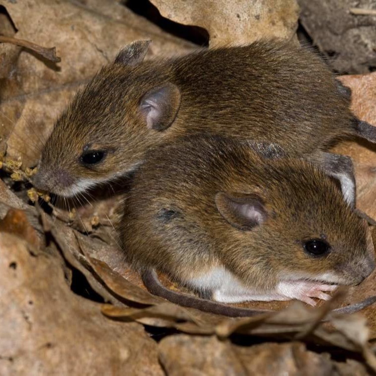 Уничтожения мышей в частном доме в Пензе?