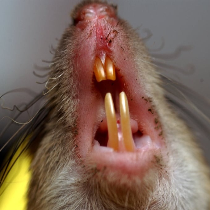 Дератизация крыс в Пензе?